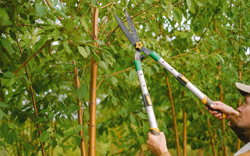 Tree trimming in Truesdale, MO